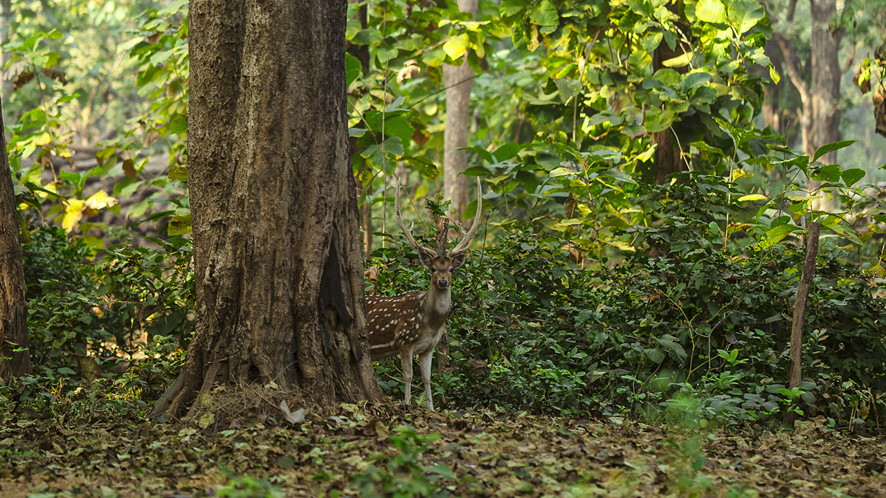Bijrani Jungle Cottages by Vedam