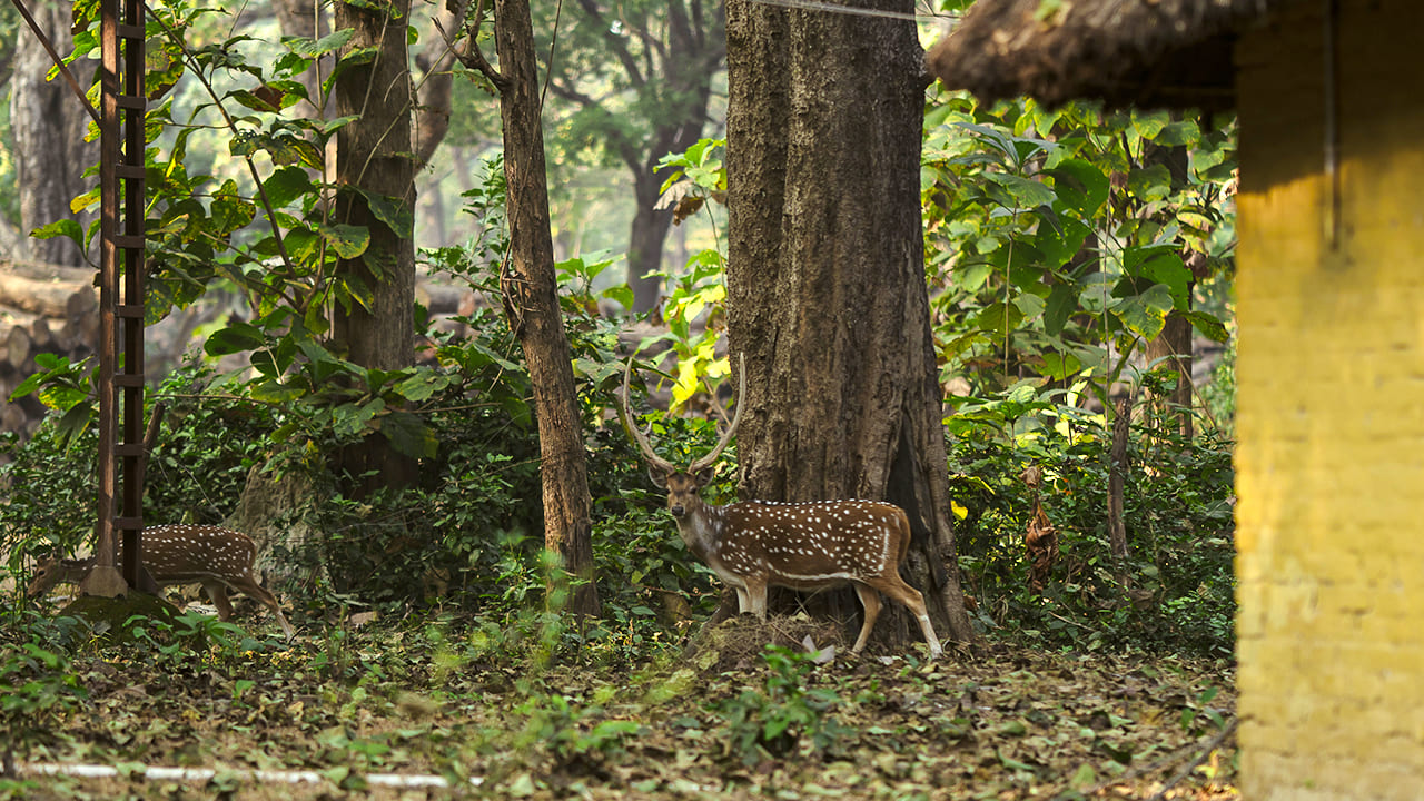 Bijrani Jungle Cottages by VEDAM